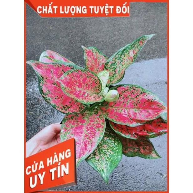Cây Vạn Lộc