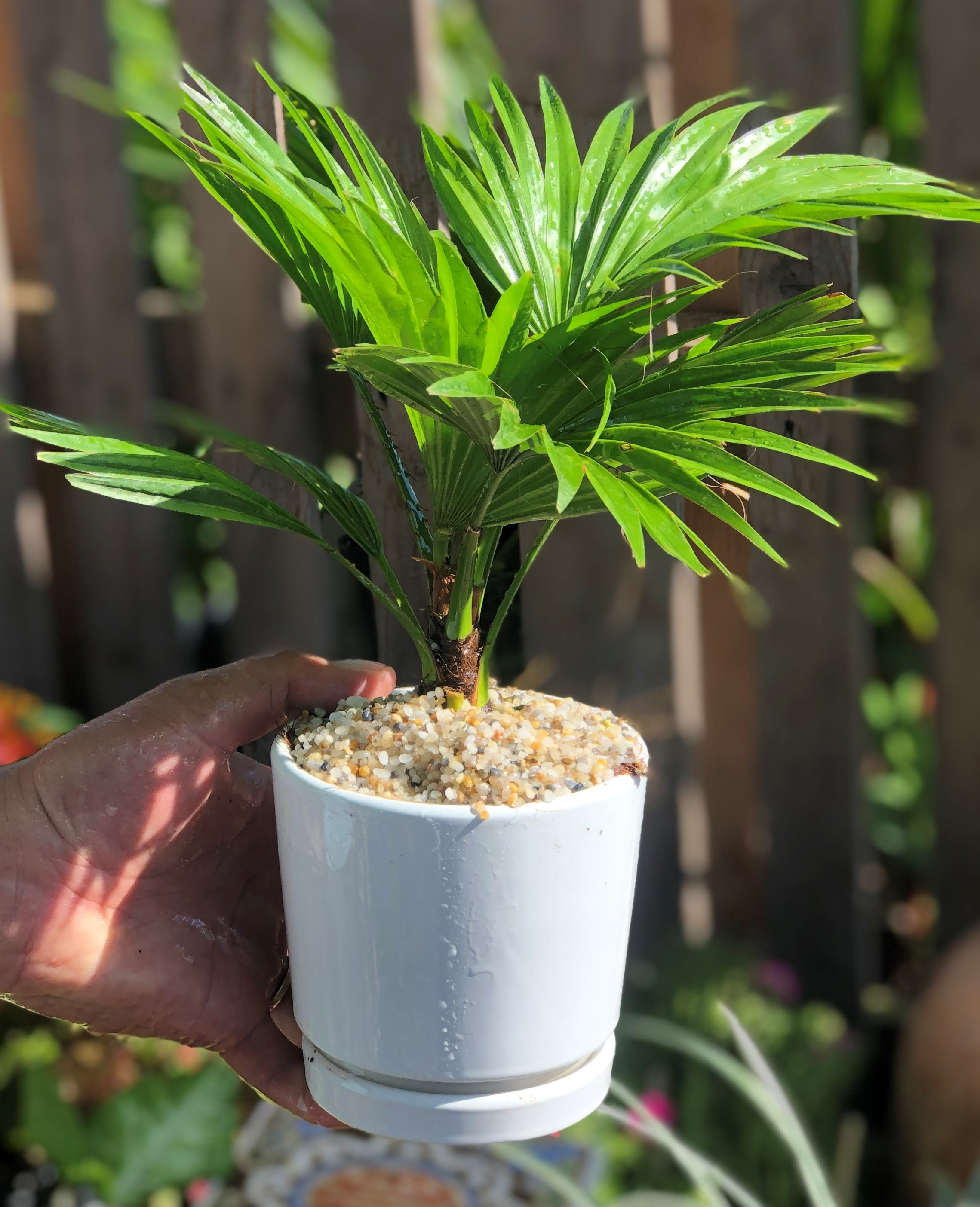 Chậu sứ cây Cọ Pháp trang trí nhà cửa
