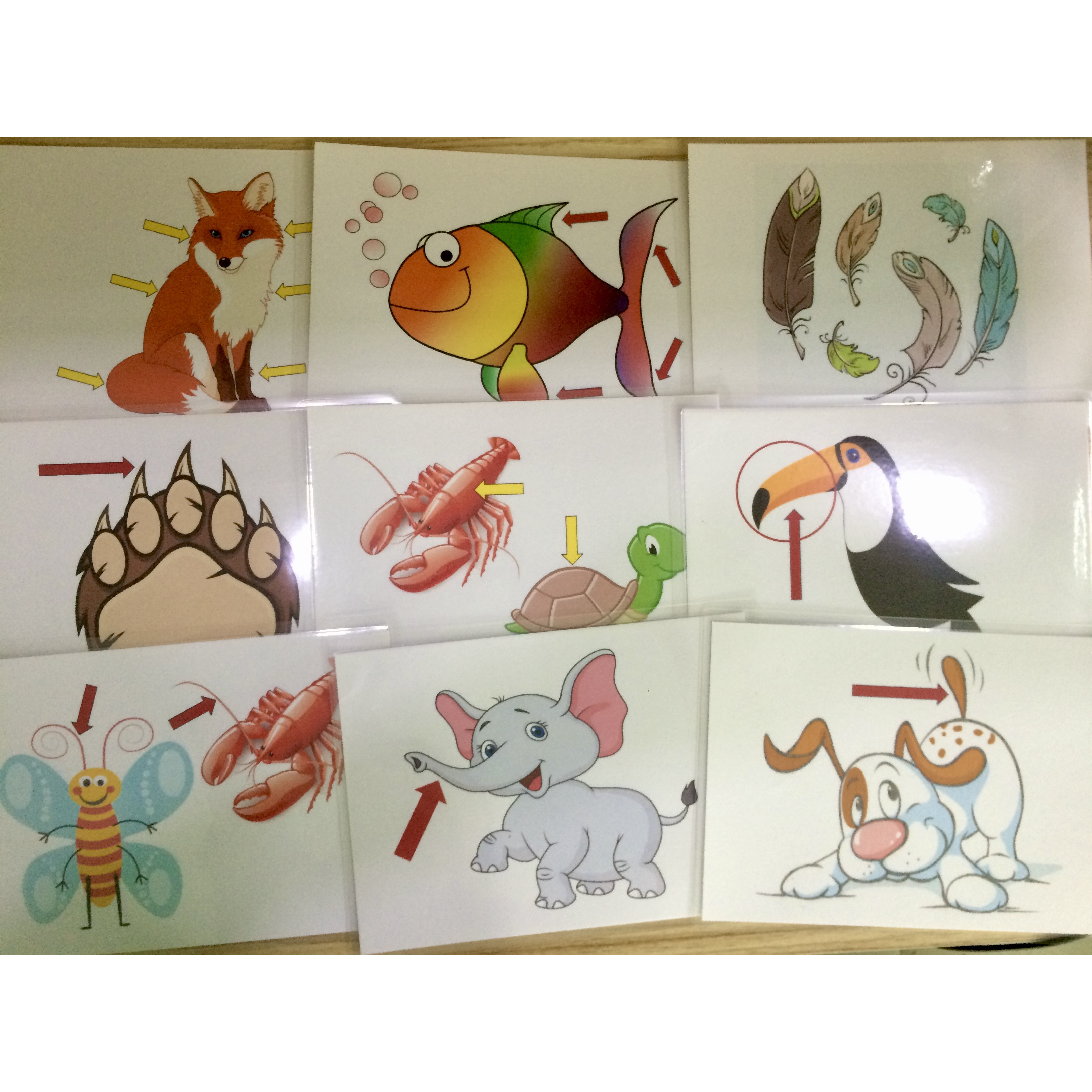 Animals' body part Flashcards - Thẻ học tiếng Anh chủ đề các bộ phận cơ thể động vật - 15 cards