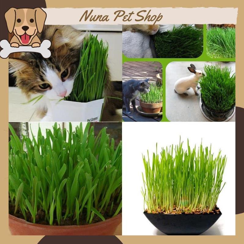 Hạt giống cỏ mèo tươi bổ sung chất xơ và giúp tiêu búi lông