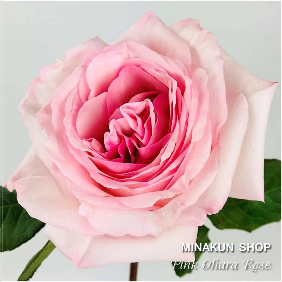 Hoa hồng ngoại Pink Ohara bông to siêu thơm