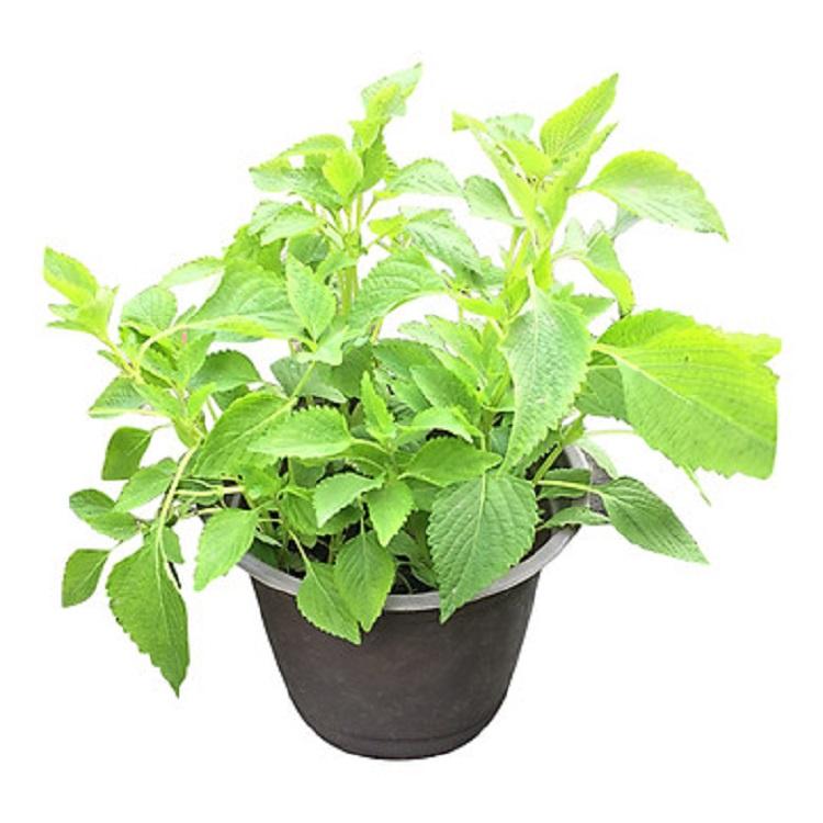 RAU KINH GIỚI- BẦU CÂY GIỐNG