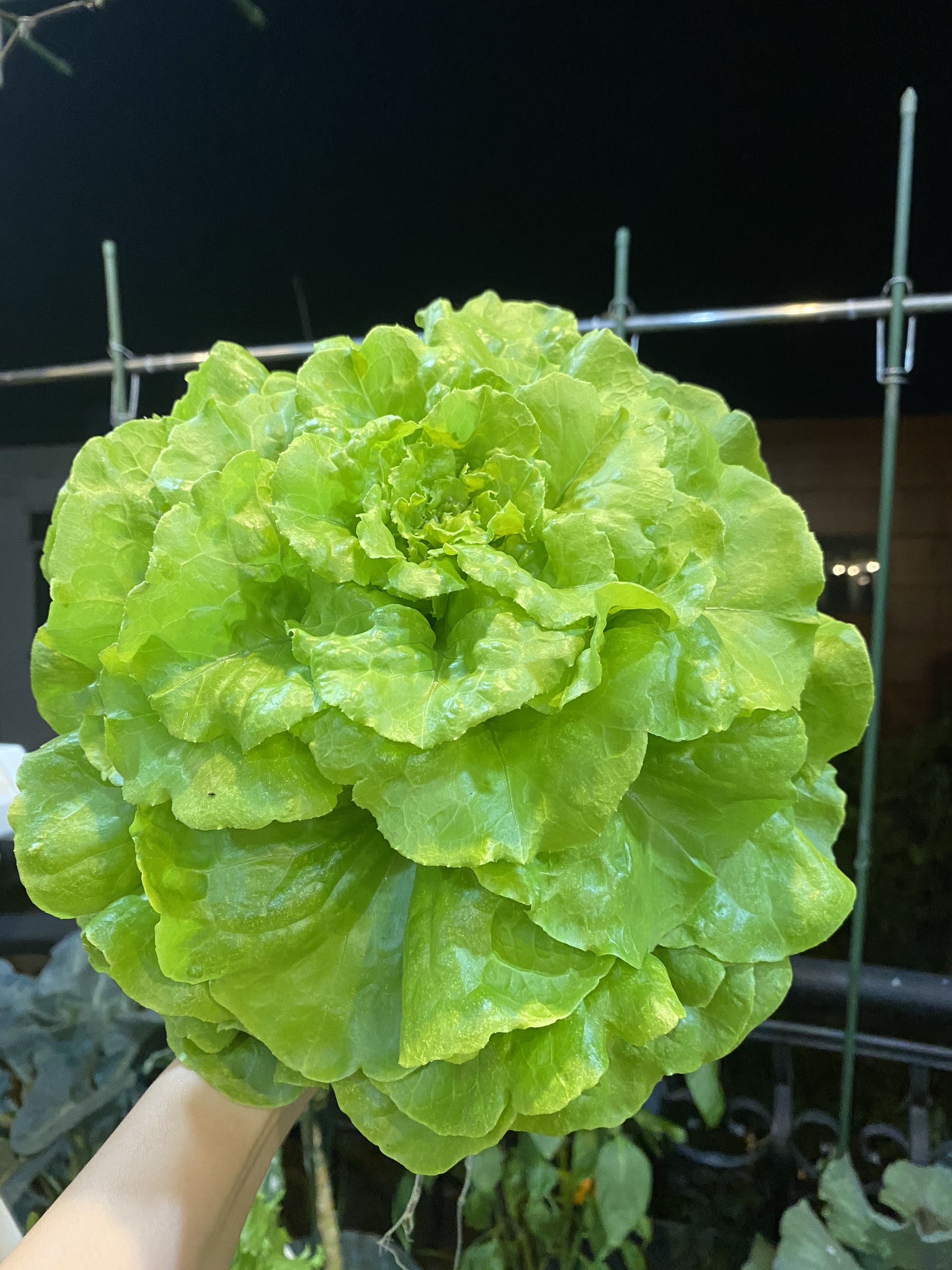 Hạt giống Phú Nông xà lách búp thảo nguyên No.10 | Lettuce Butterhead
