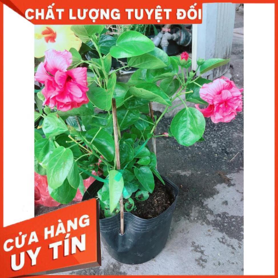 Hoa Dâm Bụt Hồng