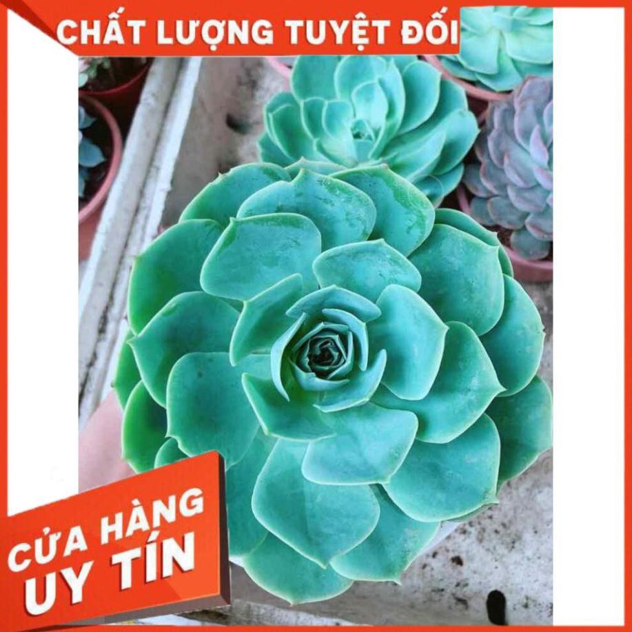Sen đá size đại Nhiều Người Mua