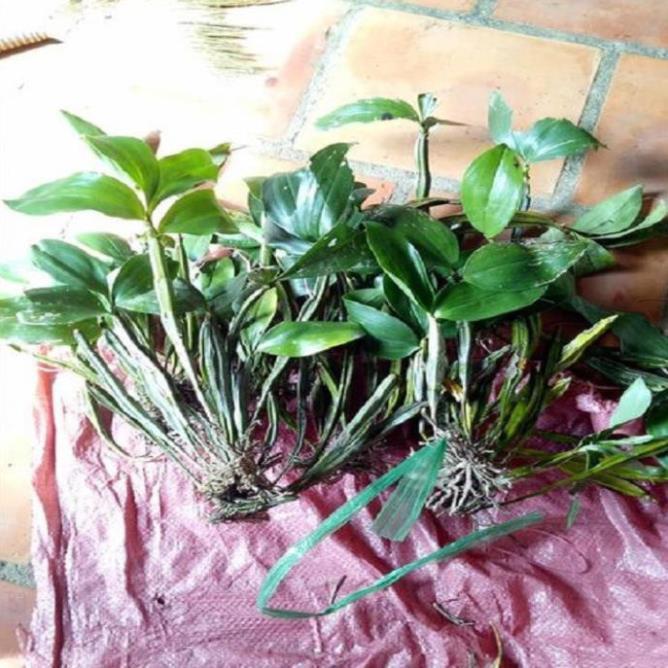 Hoa lan kiều tím- kiều thuỷ tiên