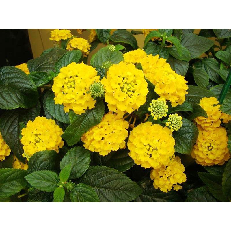 Cây hoa ngũ sắc vàng- cây giống