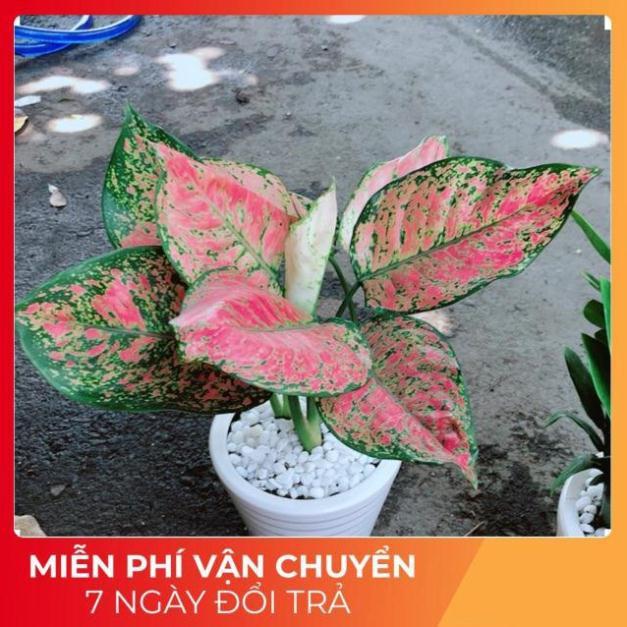 Chậu Vạn Lộc