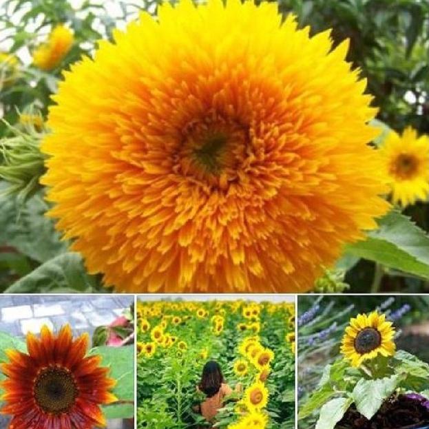 Hạt giống hoa hướng dương mix màu-gói 10 hạt