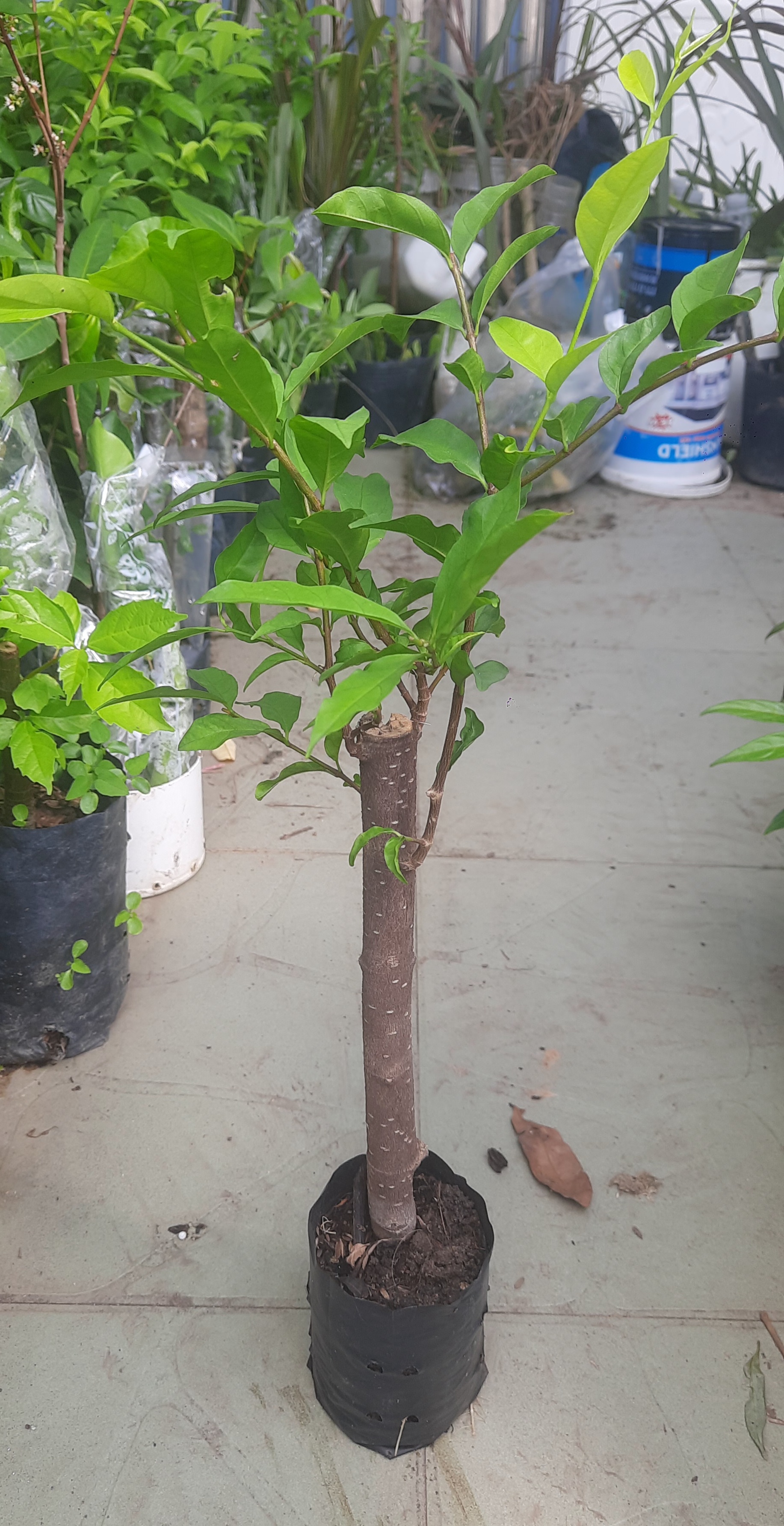 Cây mai chiếu thủy lá to, như hình