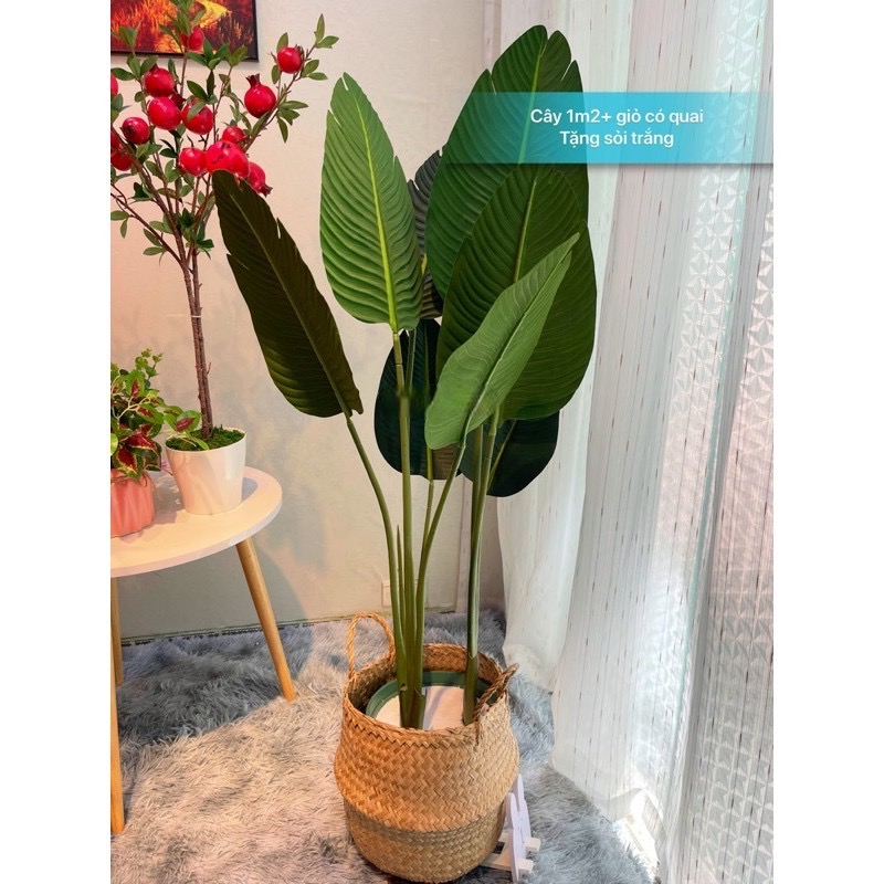 Cây chuối giả chuối rẻ quạt hàng xịn - Size từ 80cm đến 180cm - 3 nhánh - Cây giả, hoa lụa trang trí nhà cửa