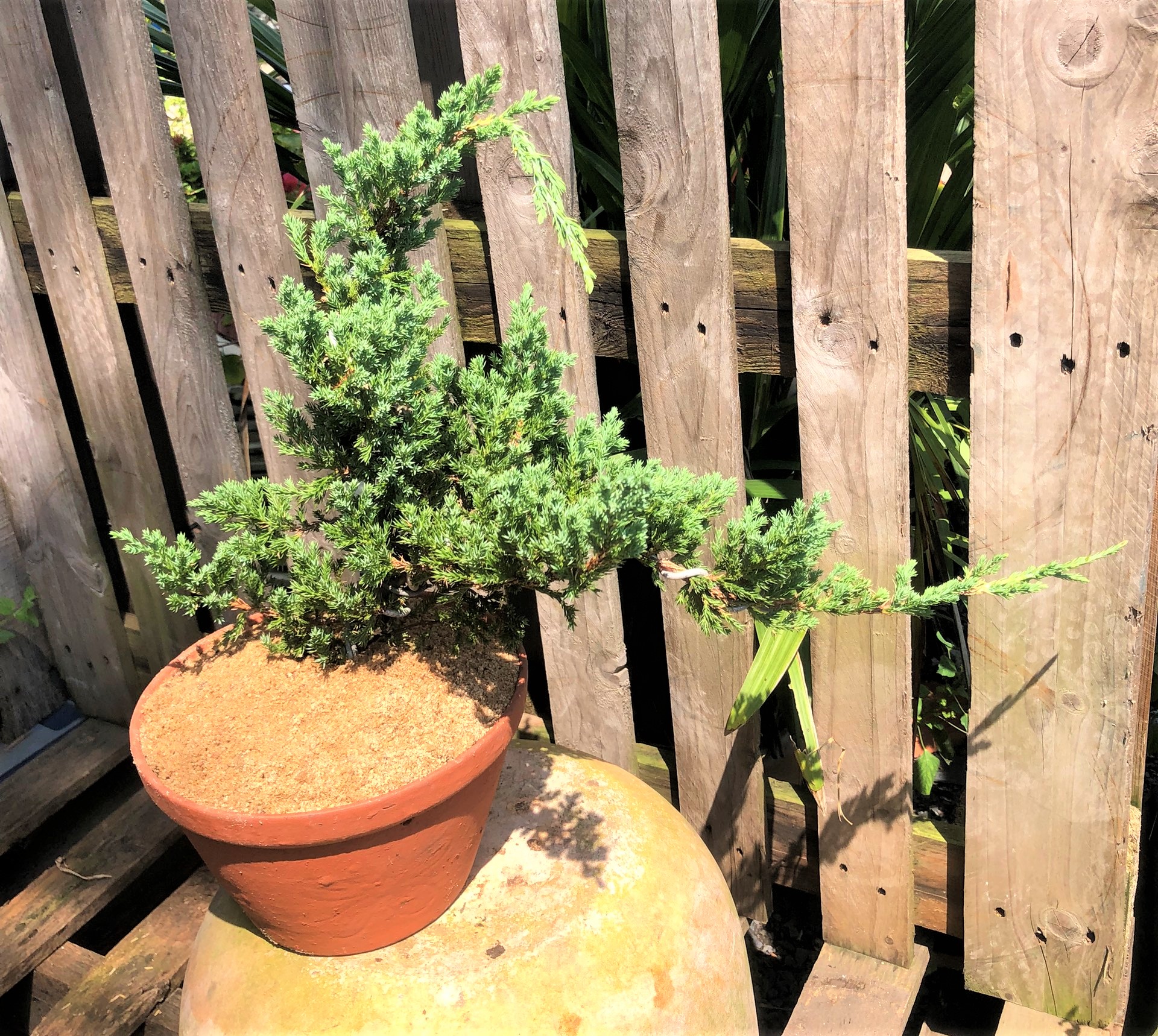 Chậu đất nung cây Ngoạ Tùng dáng Bonsai trồng nơi có nhiều nắng