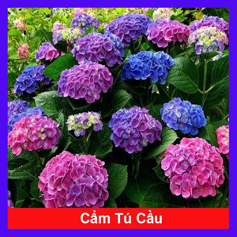 Cây hoa cẩm tú cầu - cây cảnh đẹp - đổi màu theo độ PH