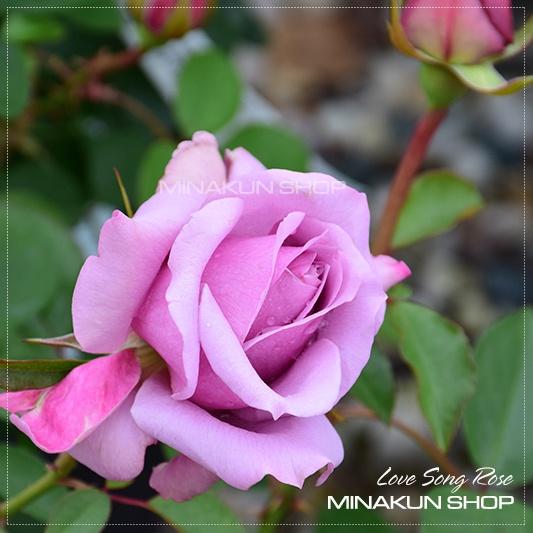 Hoa hồng ngoại Love Song Rose tím hoa chùm siêu đẹp - MinaKun Shop