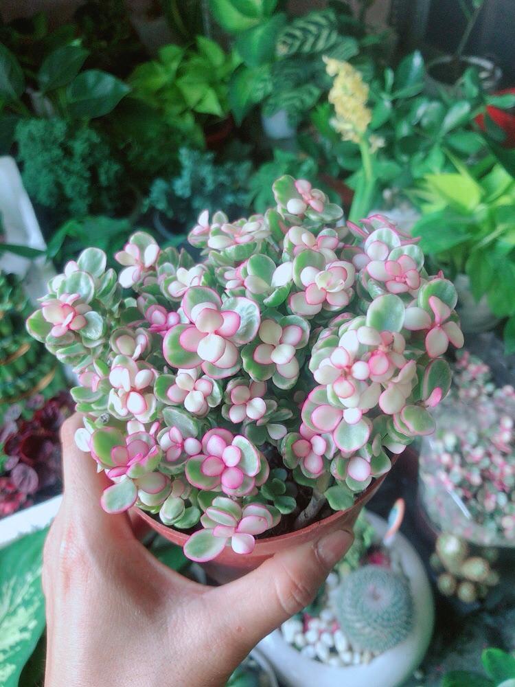 Cây Cành Vàng Lá Ngọc