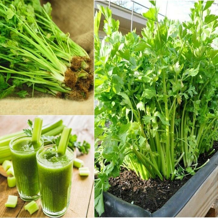 Hạt giống RD Cần tây Thera gói 5gr