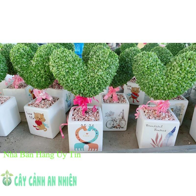 Chậu Cây May Mắn Tài Lộc