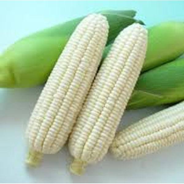 Hạt Giống Bắp Nếp Trắng, Nếp Nù - CORN gói 100gr