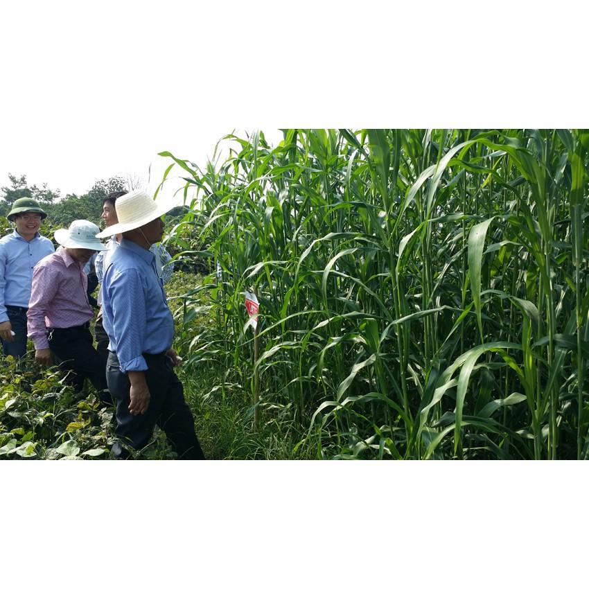GÓI 100GR HẠT GIỐNG CỎ LAI SUDAN