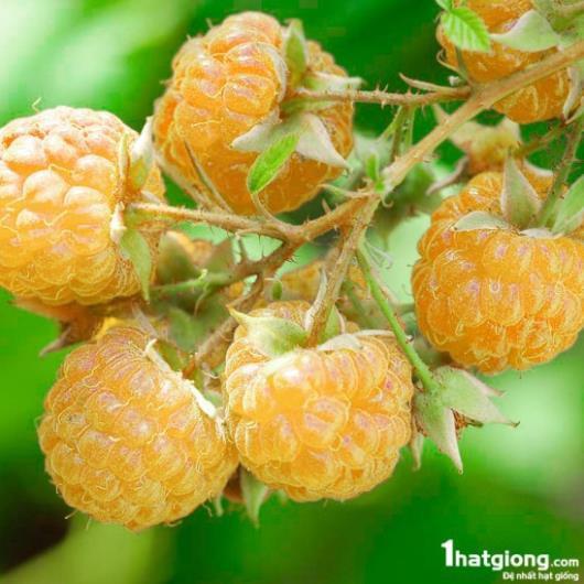 CÂY GIỐNG MÂM XÔI VÀNG