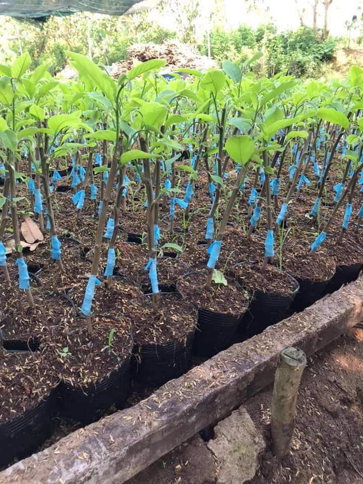 Cây na đài loan, giống na đài loan quả siêu to hạt nhỏ, giống na nhập khẩu