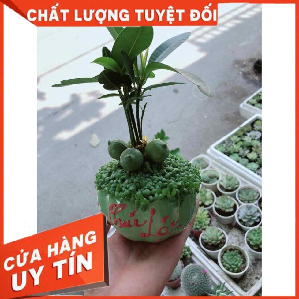 Chậu cây may mắn Nhiều Người Mua