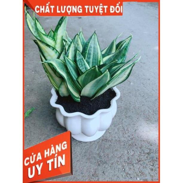 Chậu Lưỡi Hổ Thái