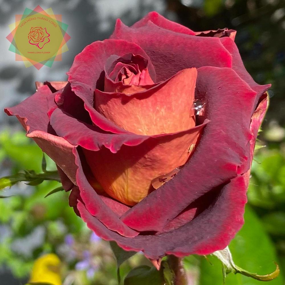 Cây hoa hồng ngoại Dark Night huyền bí - Hoa hồng Thăng Long Flower