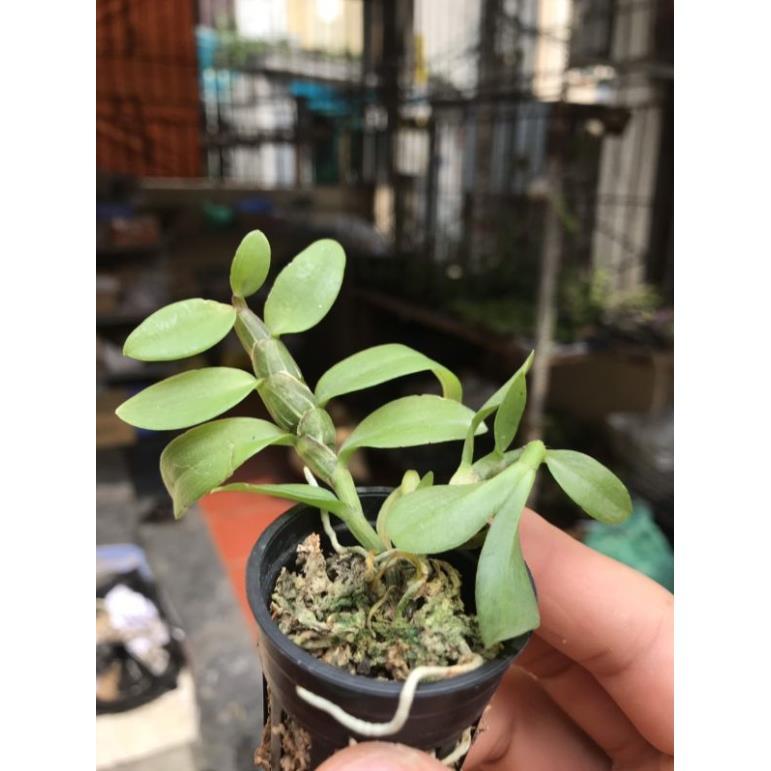 Combo 2 côc chớp mỹ cây giống