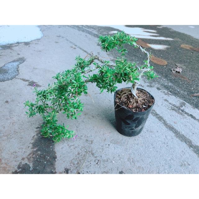 Linh Sam Bonsai