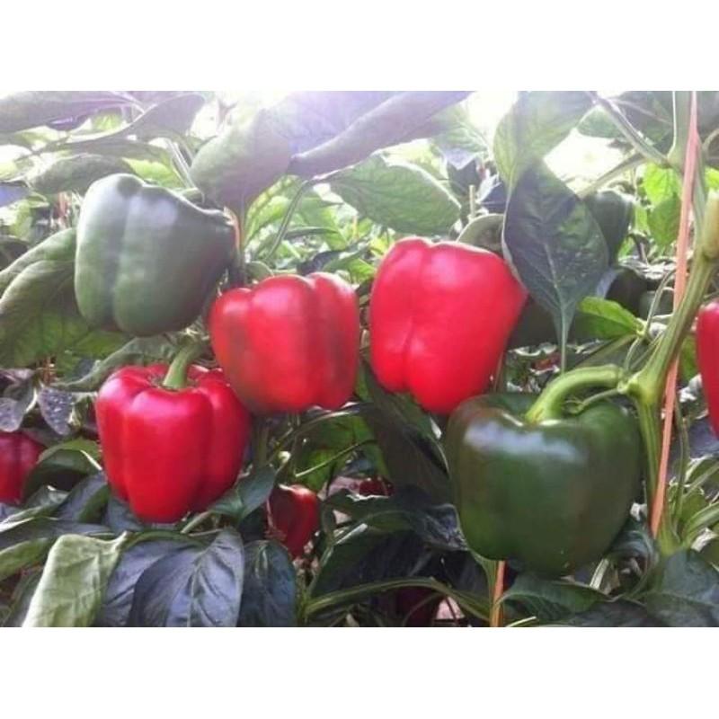 100 HẠT GIỐNG ỚT CHUÔNG NHIỀU MÀU