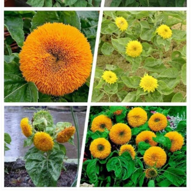HẠT GIỐNG HOA HƯỚNG DƯƠNG CÁC LOẠI