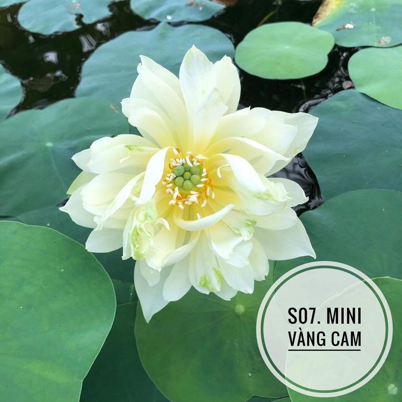 CỦ SEN MINI VÀNG CAM-S07