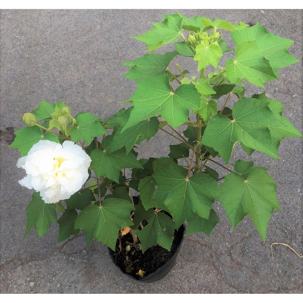 Chậu cây hoa Phù Dung cao 70 - 90 cm