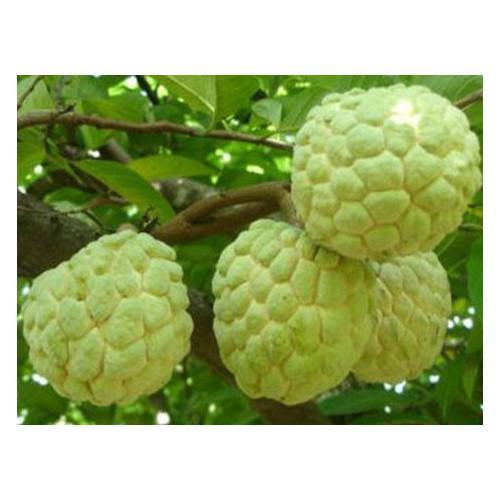 CÂY GIỐNG NA THÁI LAN SIÊU NGON, SIÊU KINH TẾ, CAM KẾT GIỐNG CHUẨN F1 - cgntsnsq