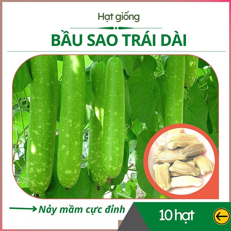 Hạt Giống Bầu Sao Trái Dài F1 - MV09 - Gói 10 Hạt