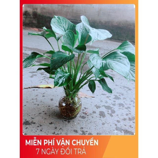 Chậu Thanh Tâm Thuỷ Sinh