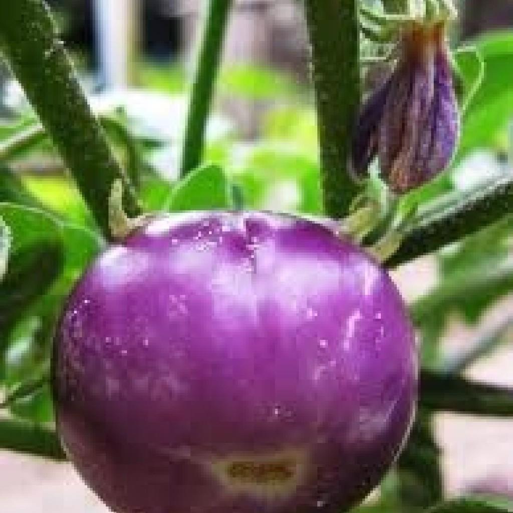Hạt Giống Cà Tím Trái Tròn - Cà Bát Tím