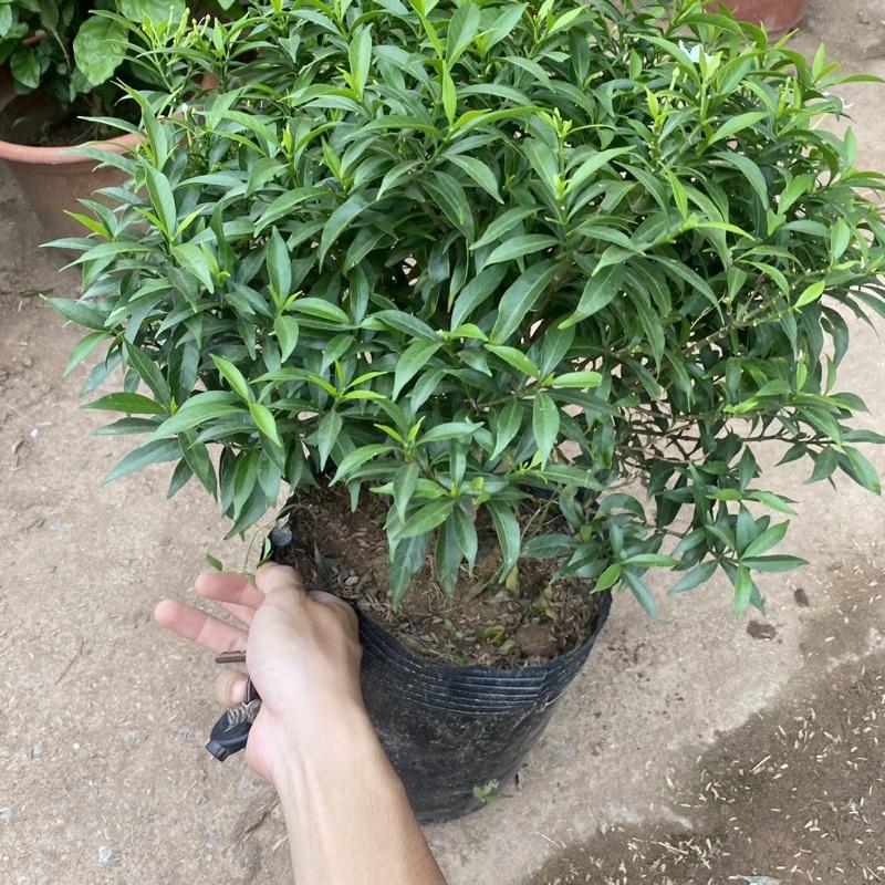 Cây mai vạn phúc trồng bầu đen cao 30-40cm tán tròn thích hợp trồng ban công sân vườn
