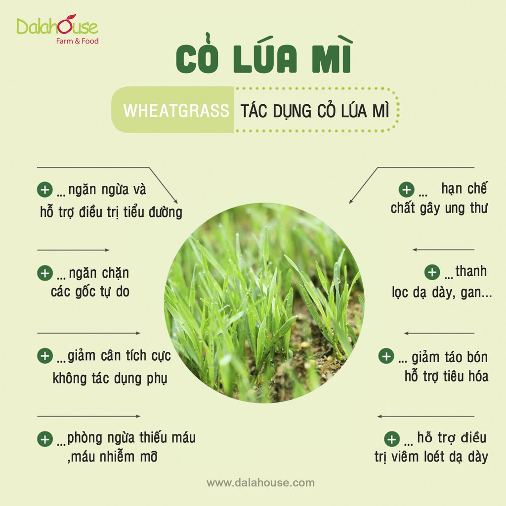 Bột cỏ lúa mì Dalahouse Hộp 60g Nguyên chất sấy lạnh - Tốt cho tim mạch - Đạt chuẩn Châu Âu