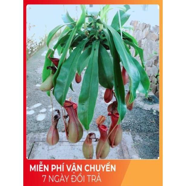 Chậu Cây Nắp Ấm Size Đại