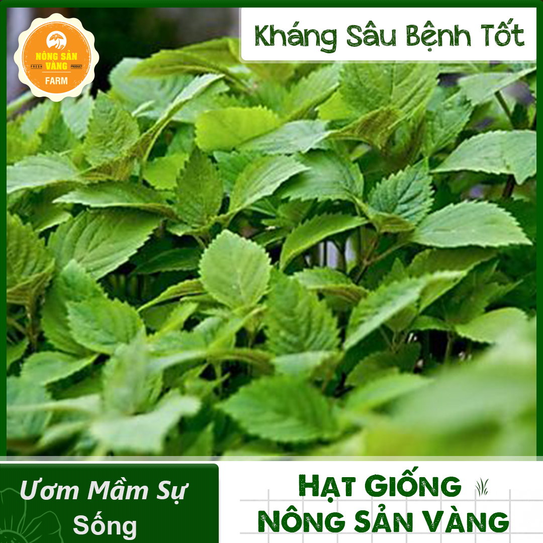 Hạt giống Cây Khương Giới (Kinh Giới) Sinh Trưởng Và Phát Triển Khỏe, Kháng Bệnh Cao (Gói 1 Gram) - Nông Sản Vàng