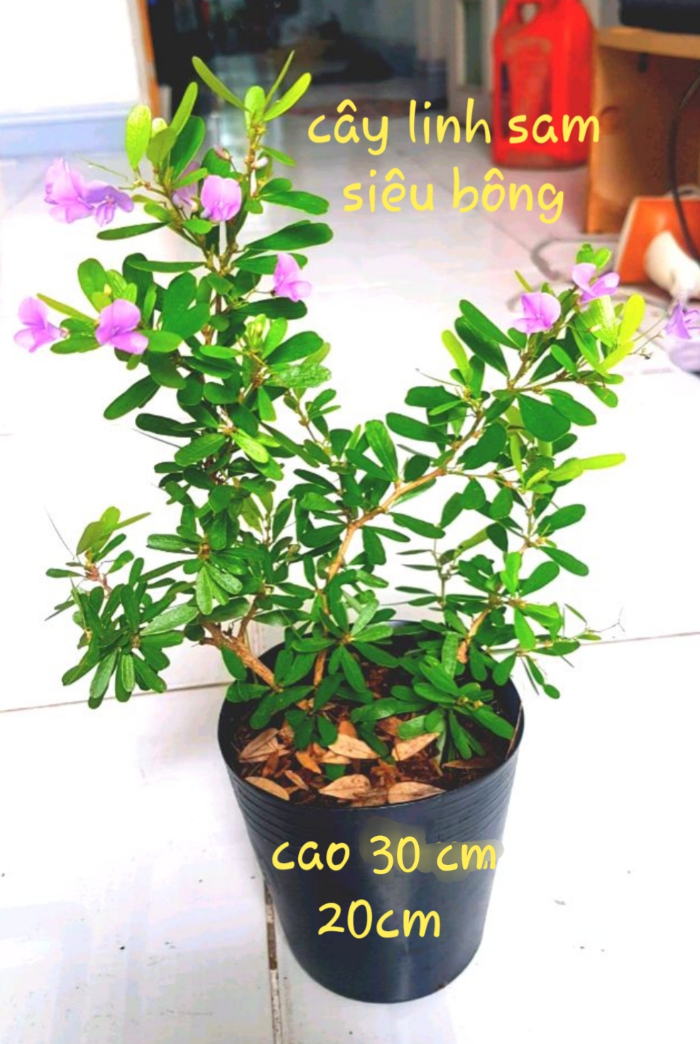 Cây linh sam hoa tím siêu bông, siêu dễ trồng, hoa quanh năm, cao tầm 50cm