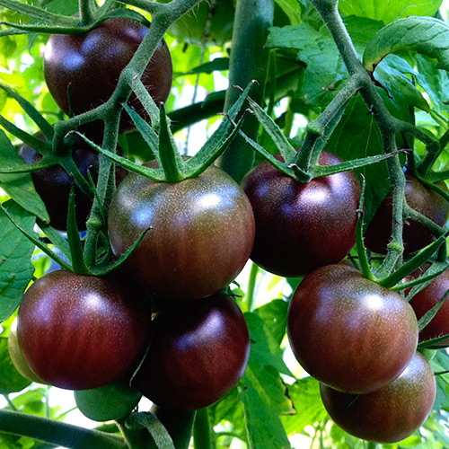 Hạt giống cà chua cherry chocolate ⋆ Thế Giới Đất Sạch