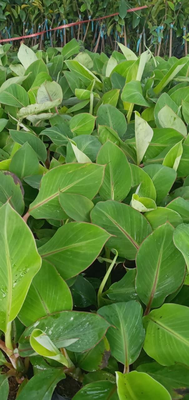 Cây giống chuối già Nam Mỹ