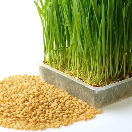 MẦM LÚA MẠCH 1KG NHẬP KHẨU ITALIA