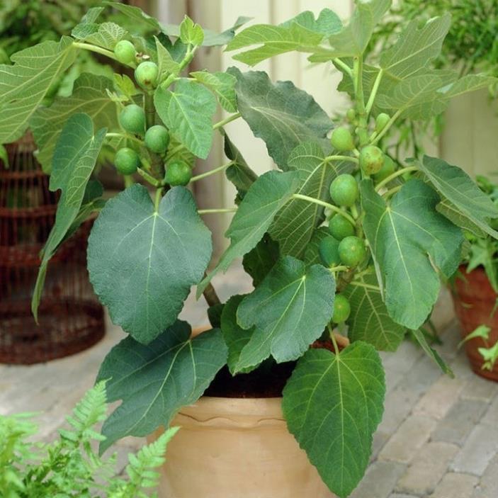 CÂY GIỐNG SUNG NGỌT MỸ F1