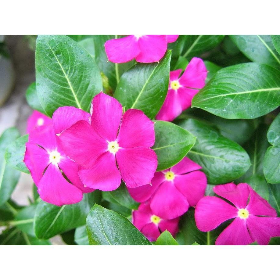 CHẬU HOA DỪA CẠN SIÊU ĐẸP