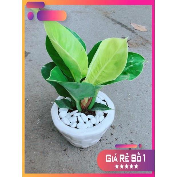 Chậu Cây Trầu Bà Đế Vương