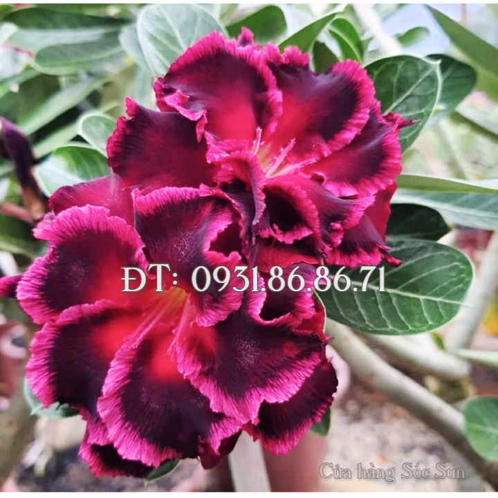 Hạt giống hoa sứ kép Thái Lan màu đỏ sẫm cánh xoăn 2 tầng – Bịch 10 hạt – Mã số 1779